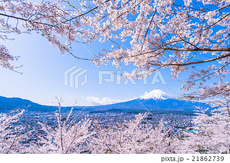 富士山と満開の桜 富士山と満開の桜 21862739