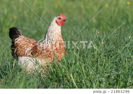 Beautiful chicken on a background of green grass Beautiful chicken on a background of green grass 21863296