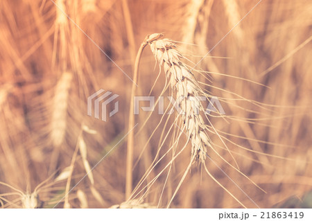 Ripe Cereal field Ripe Cereal field 21863419