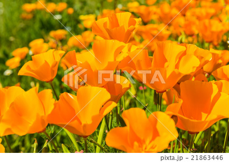 Orange poppies in a summer meadow on sunny day Orange poppies in a summer meadow on sunny day 21863446