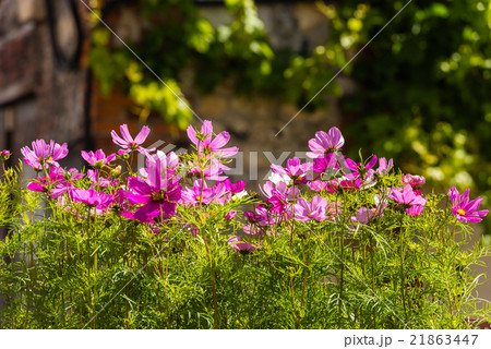 Blooming cosmos flowers 21863447
