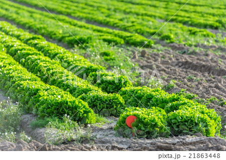 Cultivated field Cultivated field 21863448