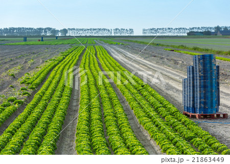 Cultivated field Cultivated field 21863449