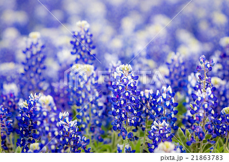 Texas wildflower - Closeup bluebonnets in spring. 21863783