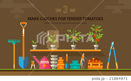 TENDER TOMATOES 1 21864971