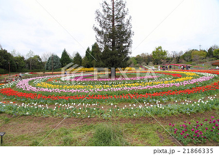 春の公園 チューリップの花 春の公園 チューリップの花 21866335