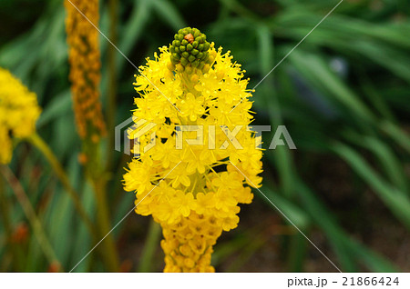 ブルビネラ・フロリブンダ 21866424