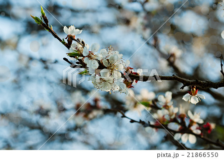 Apricot branch with flowers and young leaves 21866550