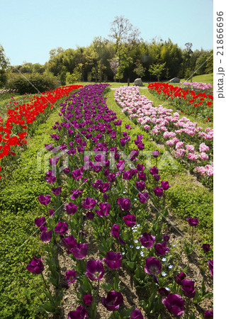 春げしき　花風景　チチューリップ花壇 21866696