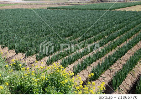 ネギ畑 ネギ畑 21866770