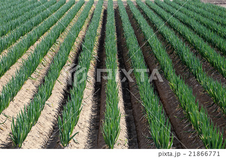 ネギ畑 ネギ畑 21866771