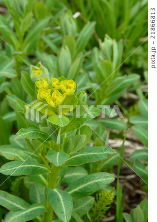 植物：ノウルシ　トウダイグサ科 21866813