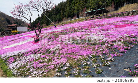 国田家の芝桜 国田家の芝桜 21866895