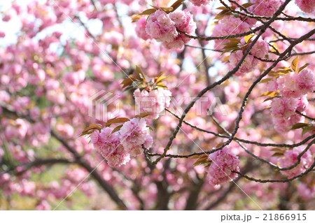さくら さくら 21866915