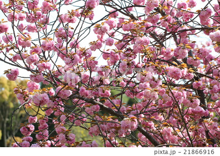 さくら さくら 21866916