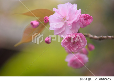 鎌倉のお寺に咲く海棠の花 鎌倉のお寺に咲く海棠の花 21866925