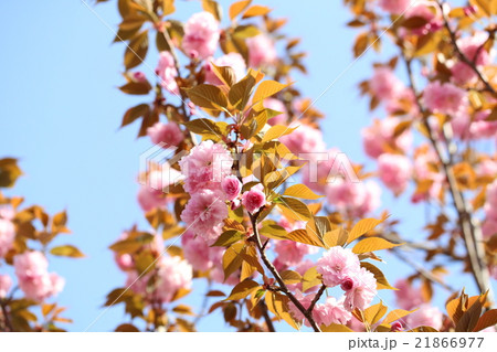 さくら さくら 21866977