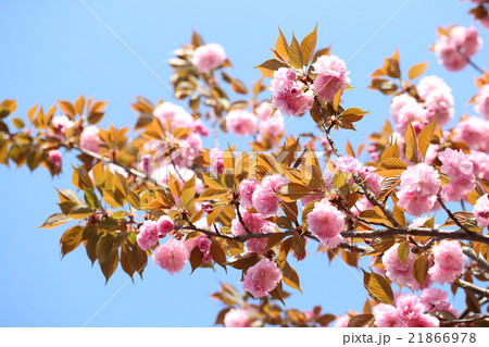 さくら さくら 21866978