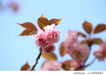 さくら さくら 21866983