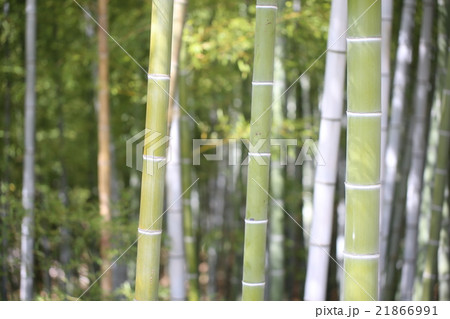 竹 竹 21866991