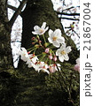 桜の木 21867004