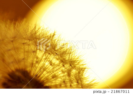 たんぽぽ たんぽぽ 21867011