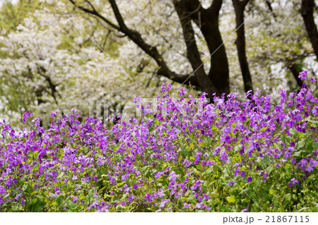 花大根と山桜 21867115