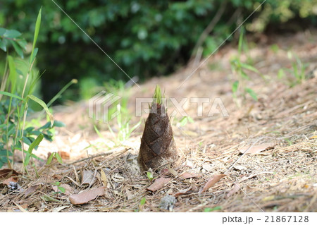 タケノコ タケノコ 21867128