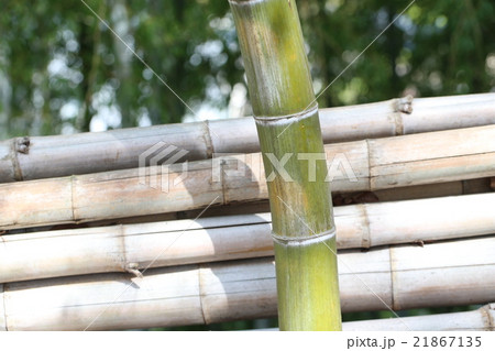 竹 竹 21867135