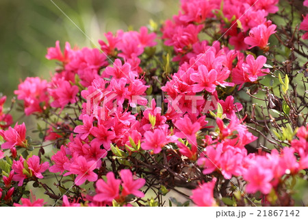 ツツジ 21867142