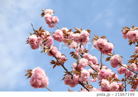 さくら 21867199