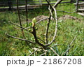 新芽　春　いちじく 21867208