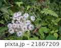 春　たんぽぽ　種 21867209
