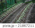 ねぎ　植える　田舎 21867211