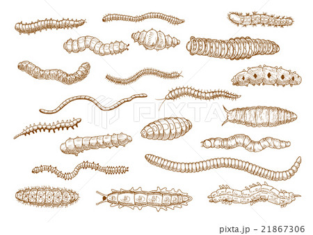Caterpillars, larvae, worms, slugs, centipedes 21867306