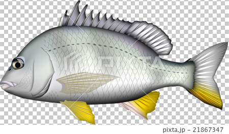 キビレ (キチヌ) ベクター キビレ (キチヌ) ベクター 21867347