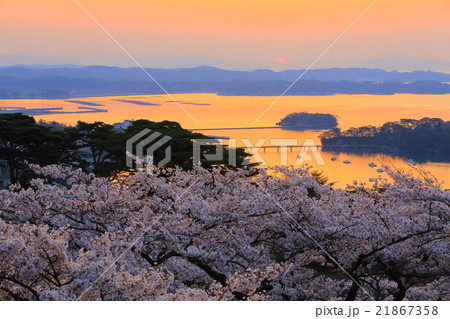日本三景 松島 西行戻しの松公園の桜 日本三景 松島 西行戻しの松公園の桜 21867358