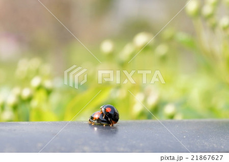 ナミテントウ(二紋型てんとう虫)の交尾 ナミテントウ(二紋型てんとう虫)の交尾 21867627