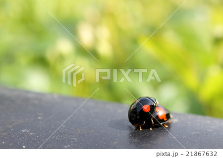 ナミテントウ（二紋型てんとう虫）の交尾 21867632