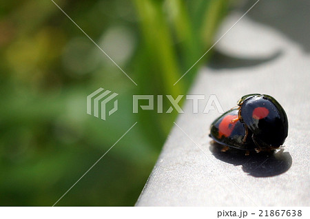ナミテントウ 二紋型てんとう虫 の交尾の写真素材