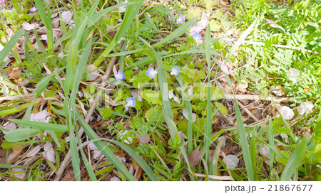 石田川の草むらに咲くオオイヌノフグリ 21867677