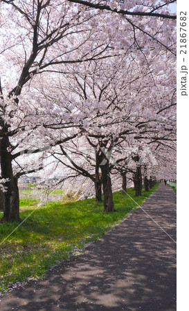 石田川のサクラ　散歩道から撮影 21867682