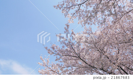 石田川のサクラ　空を背景に 21867683