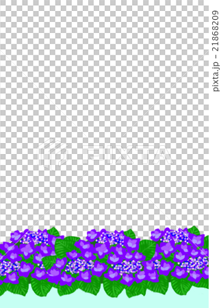 はがき 額アジサイ 一列 青 はがき 額アジサイ 一列 青 21868209