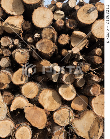 薪置き場 21868211