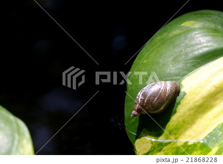 small tiny cute little snail on green natural leaf small tiny cute little snail on green natural leaf 21868228