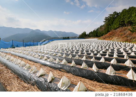 たばこ畑の三角帽子　春 21868436