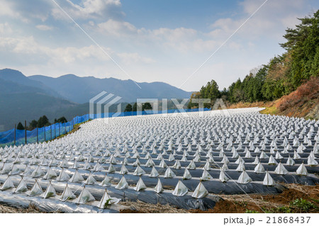 たばこ畑の三角帽子　春 21868437