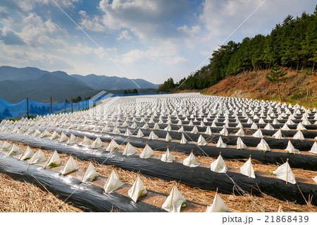 たばこ畑の三角帽子　春 21868439