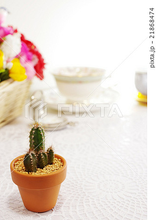サボテンのあるティータイム 21868474
